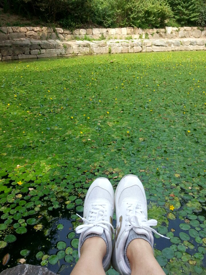 Pond shoes virtue kotobuki shrine