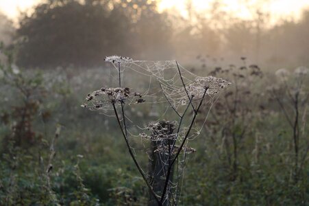 Spider webs fog autumn morning