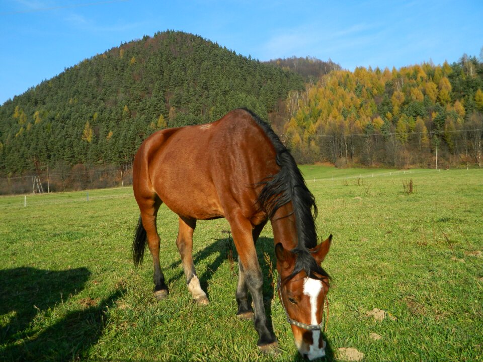 Horse grass brown