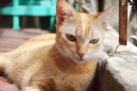 Kitten dogs and cats cat and dog