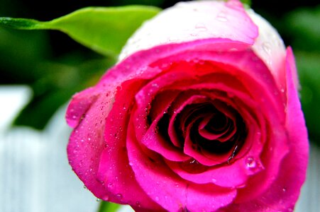 Rose flower pink macro photo
