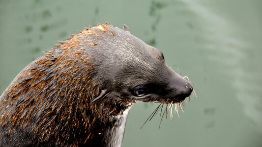 Animal beach seal