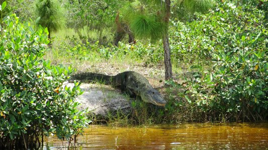 Crocodile wild nature predator