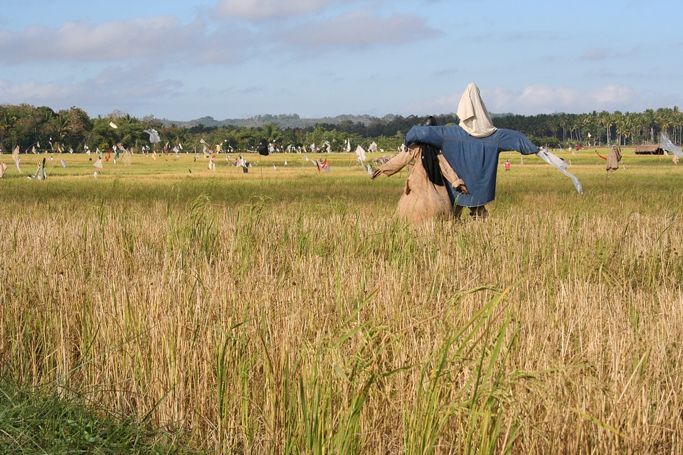Bogle rice field field