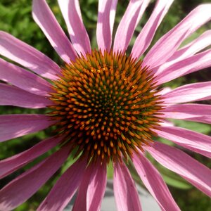 Flower pink centre
