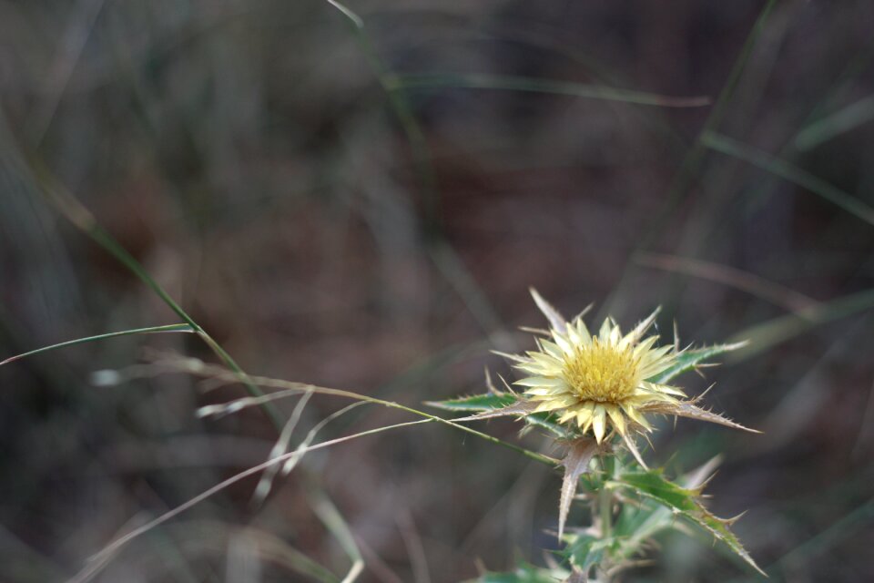 Herb natural plant