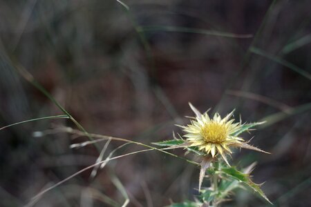 Herb natural plant