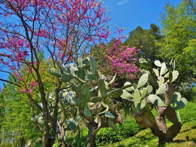 Tropical plants ear cactus pflanzenmix photo