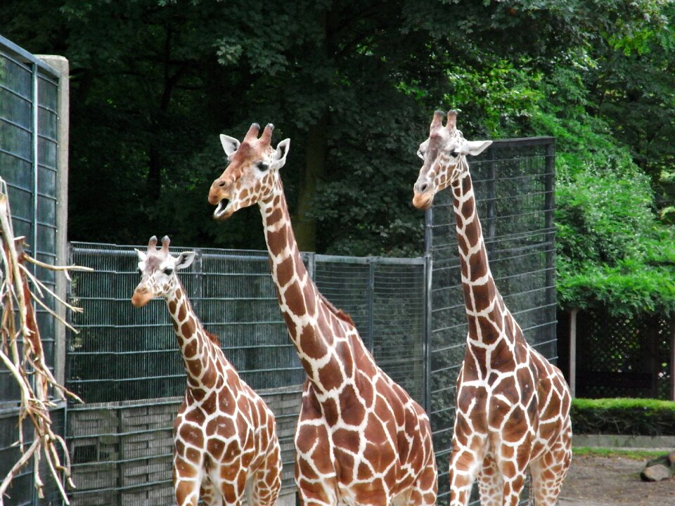 Zoo mammal wild animal