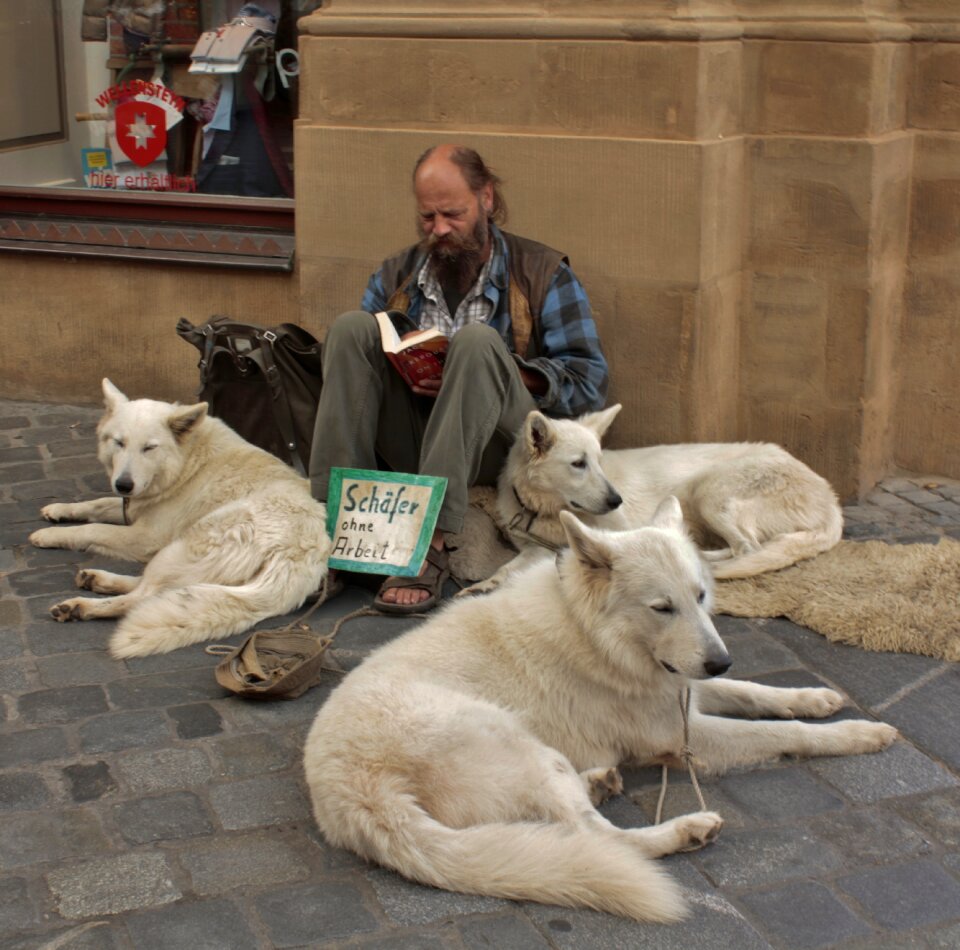 Schäfer awake dogs serenity