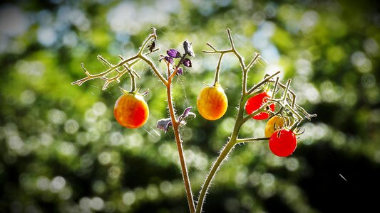 Healthy vitamins raw food