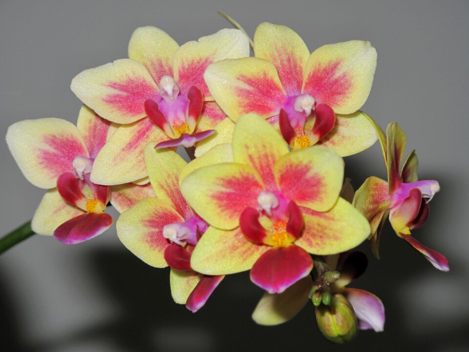 Blooming plant exotic