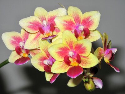 Blooming plant exotic
