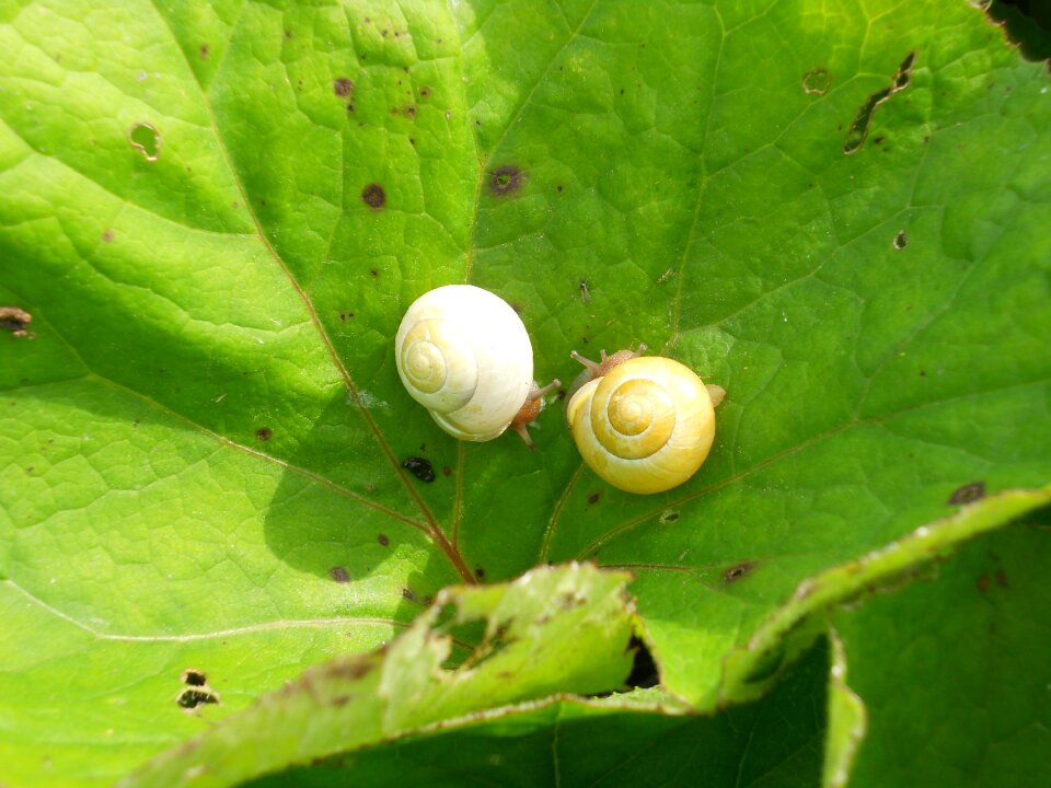 Love snail nature