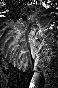 Wildlife safari trunk photo