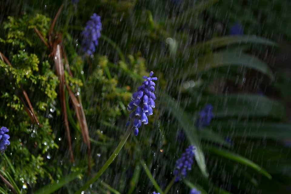 Purple grape hyacinth