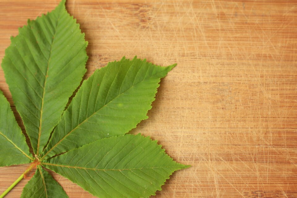 Green plant leaves