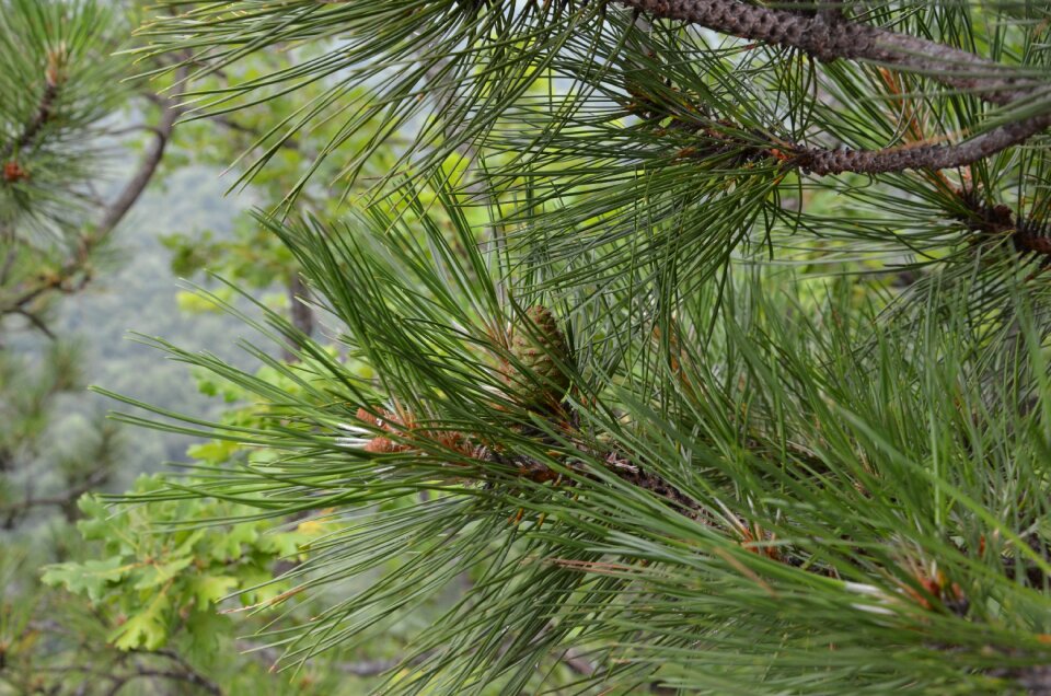 Green pine needles