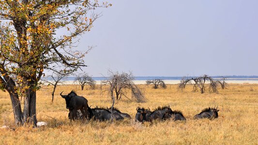 Dry national park animal