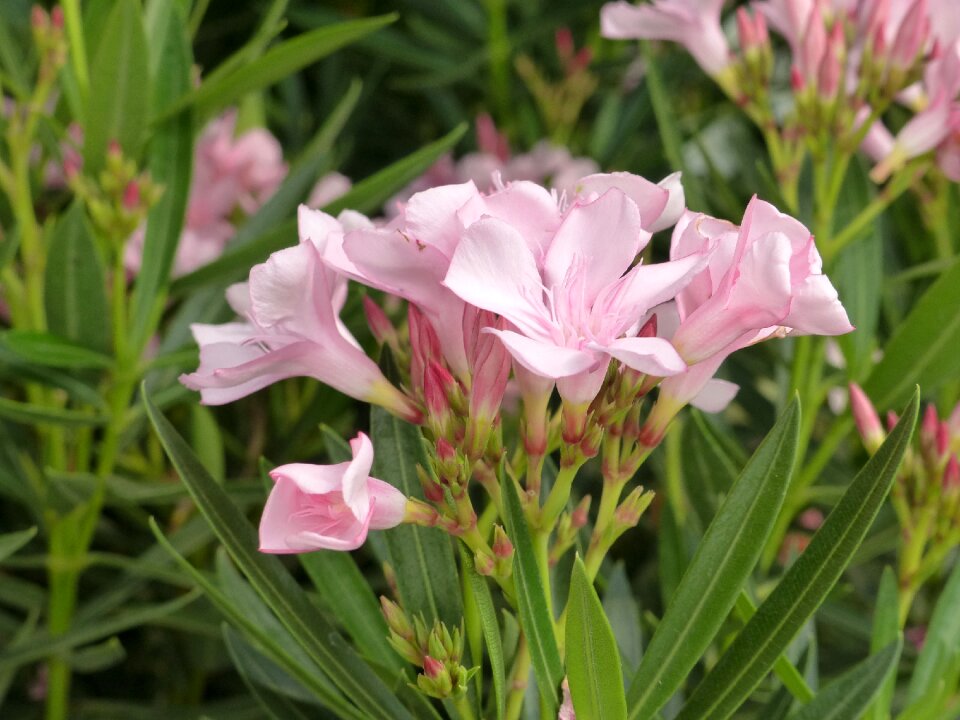 Plant nerium flower
