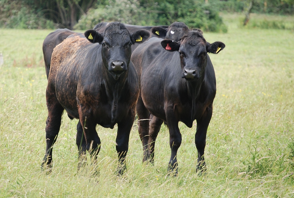 Farm animal brown bovine