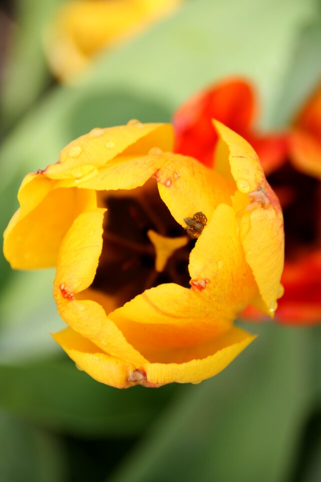 Close up tulip leaf spring