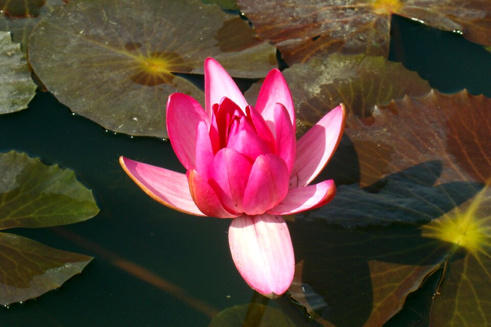 Basin aquatic plant kind nymphaea