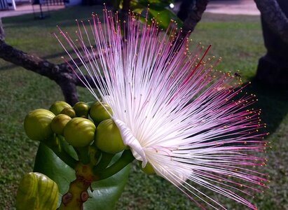Sri lanka travel flower of ceylon