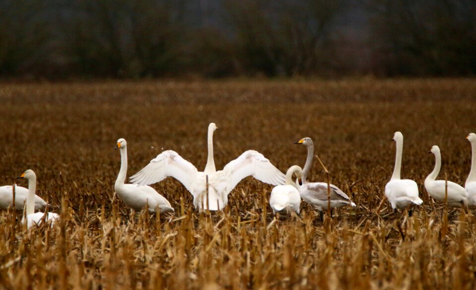 Whooper swan flock of birds swans