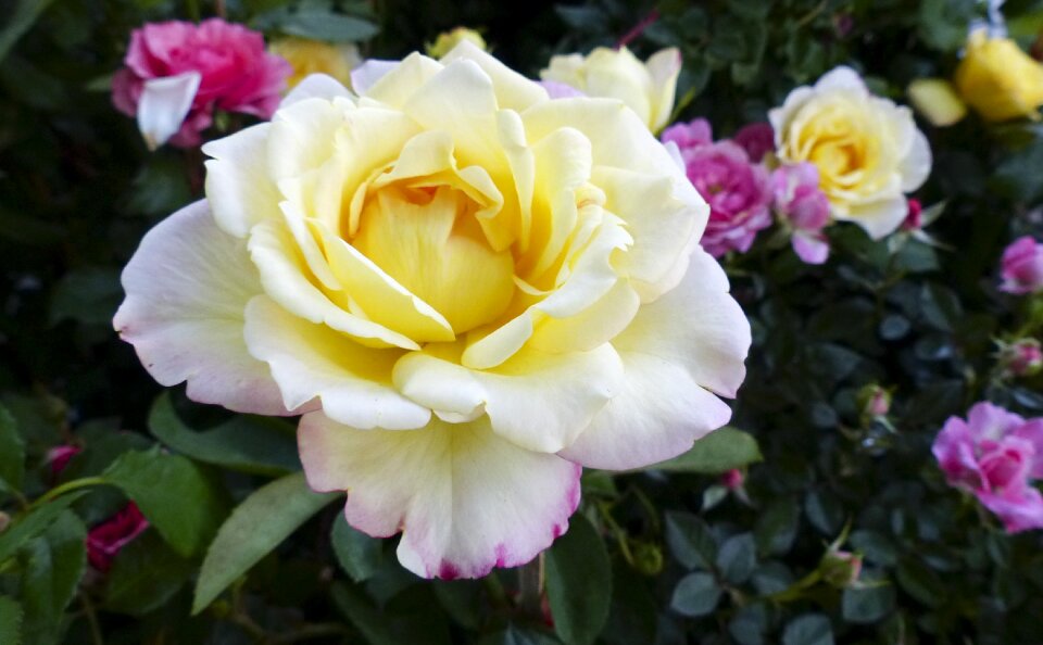 Nature elegant floral