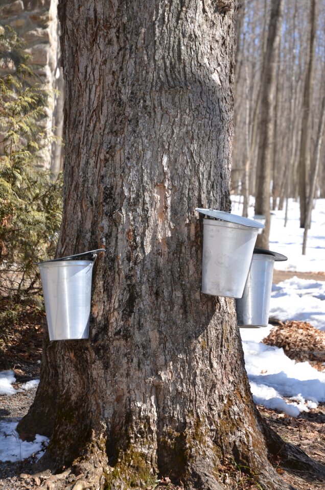 Syrup sap sugar