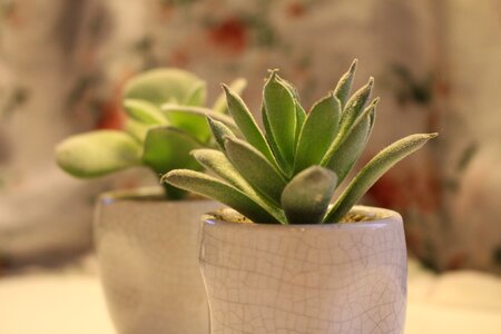 Seedlings desk office furniture
