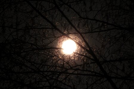 Tree night light