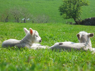 Sheep pets white