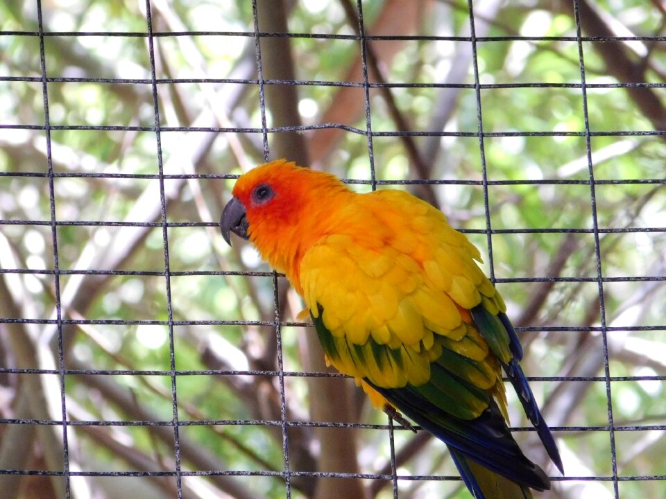 Parrot in cage fauna canary