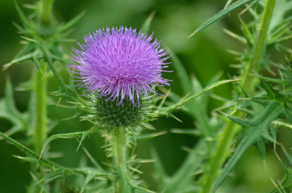 Nature violet quills