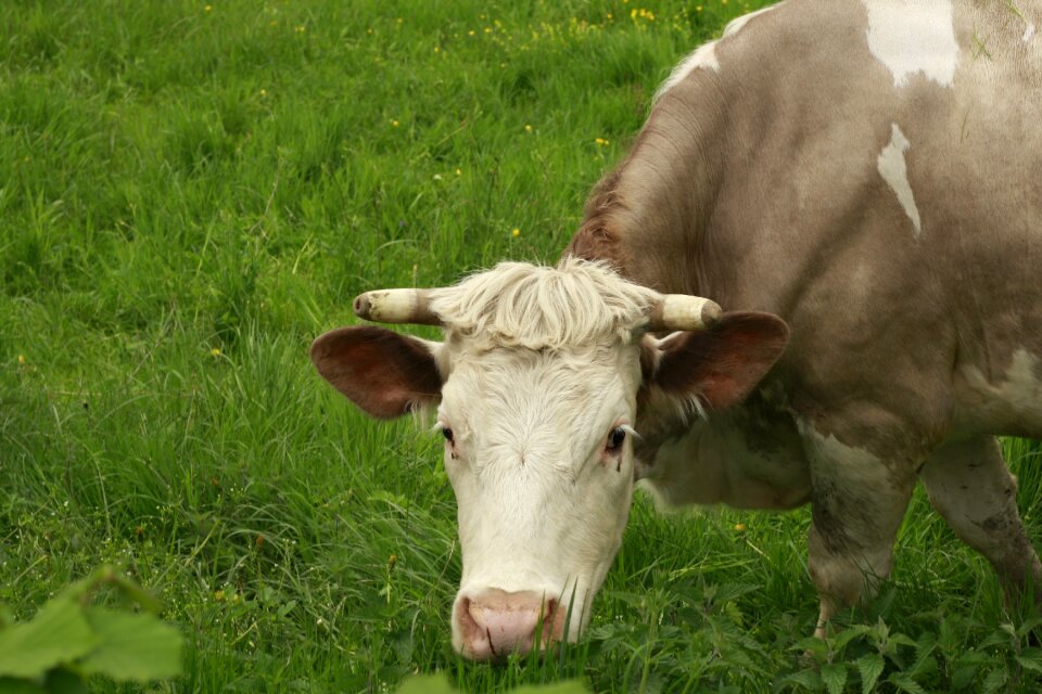 Agriculture cattle green
