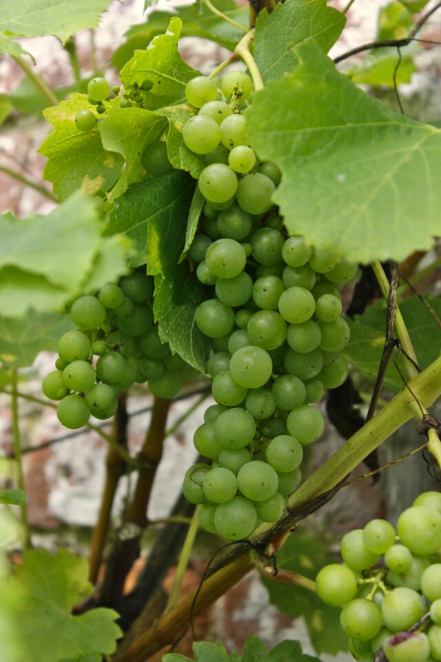 Wine harvest ripe