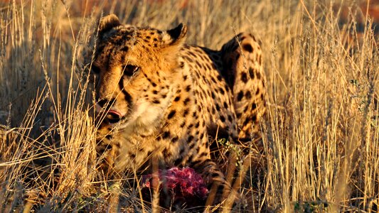 Dry national park cheetah photo