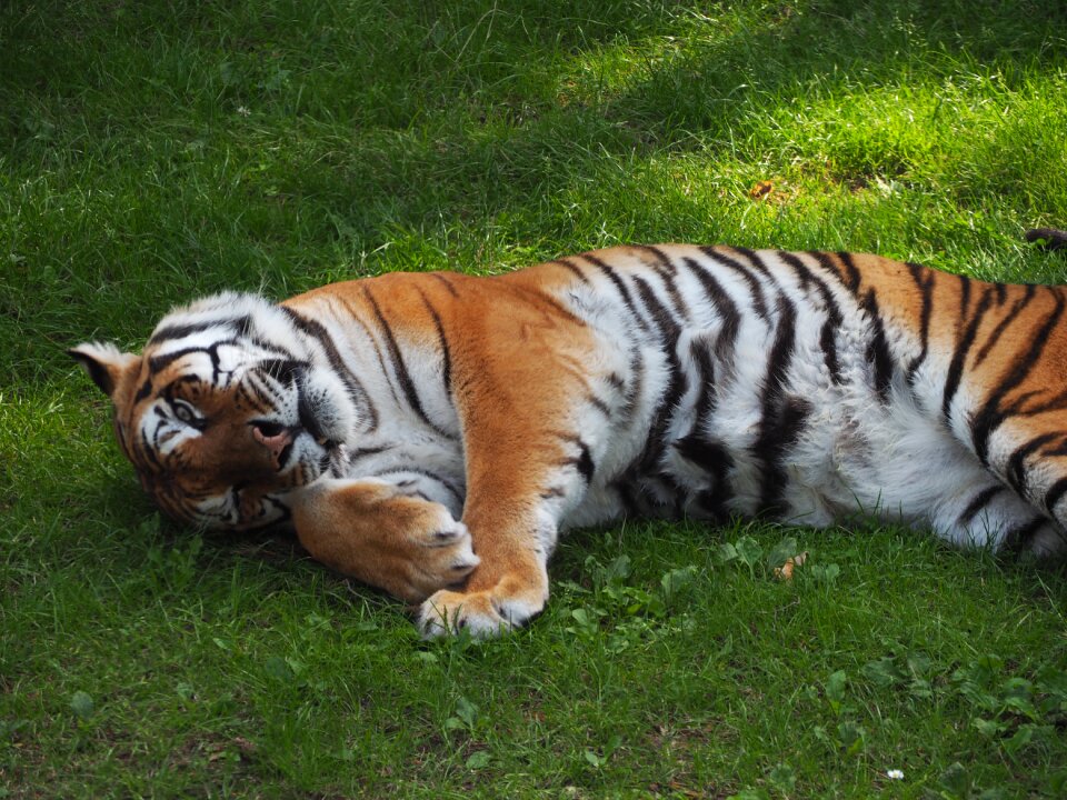 Big cat germany serengeti park