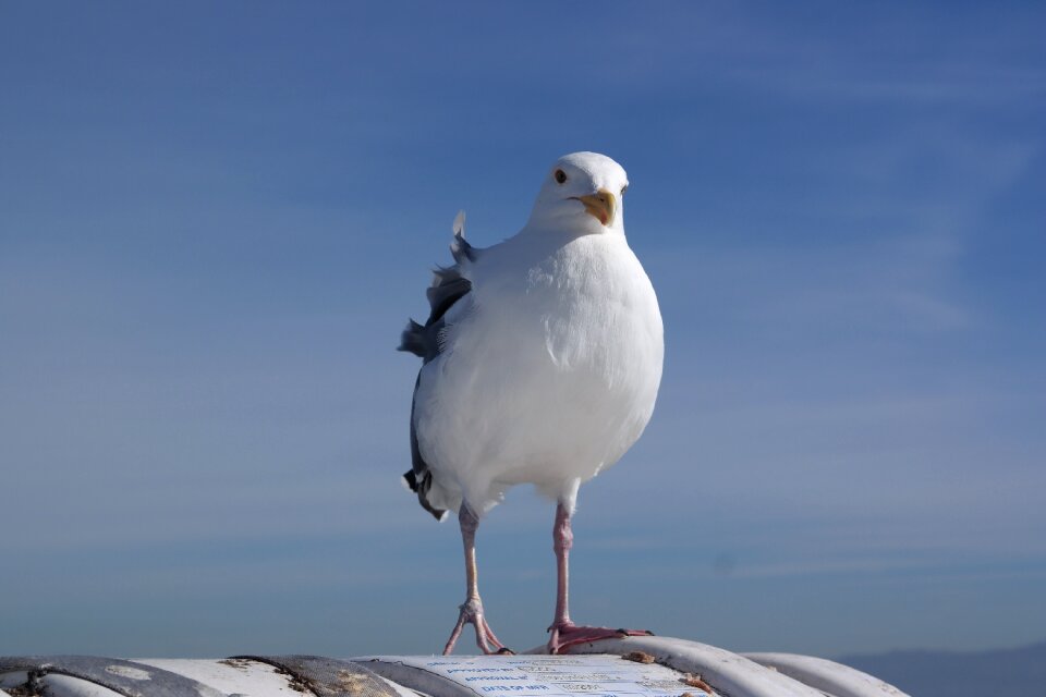 Seevogel seagull waterfowl