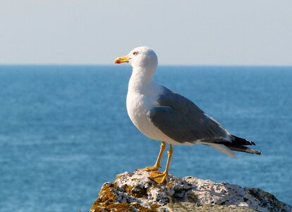 Bird seagull horizon photo