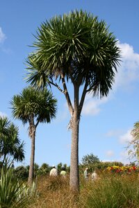 Auckland sword-shaped leaves cabbage tree photo