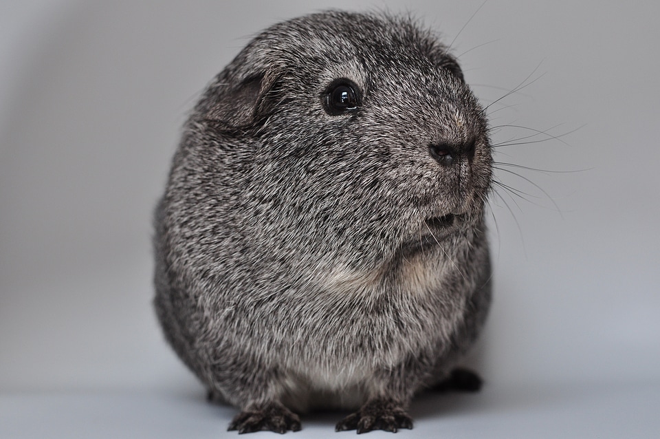 Animal smooth hair silver