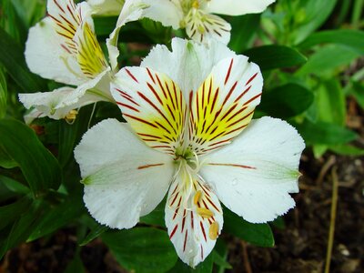 Flowers leaves green foliage photo