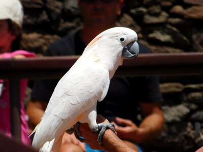Fauna feathers beak