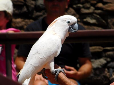 Fauna feathers beak photo