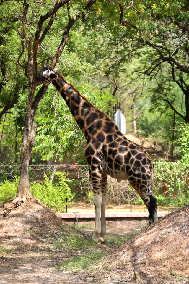 Jungle nature zoo animals