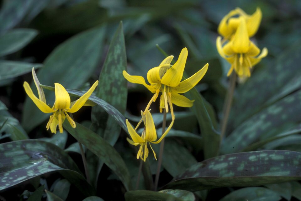 Gray-green leaves erythronium americanum lily