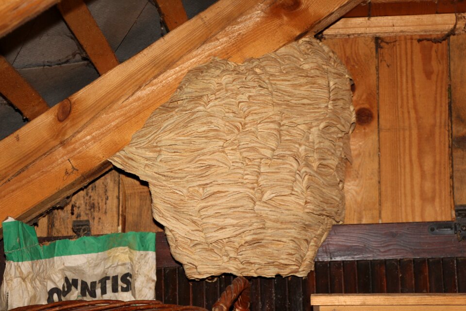 Attic insect animal